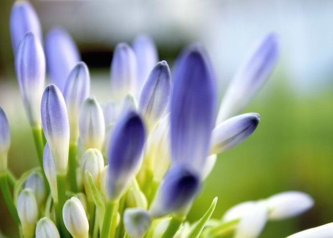 Violet