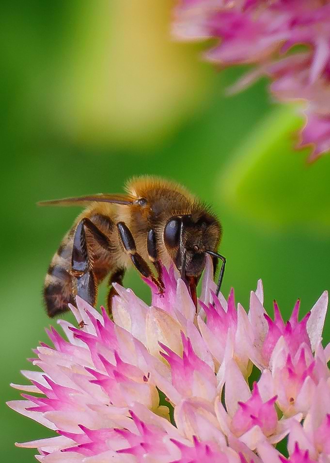Bee on a flower