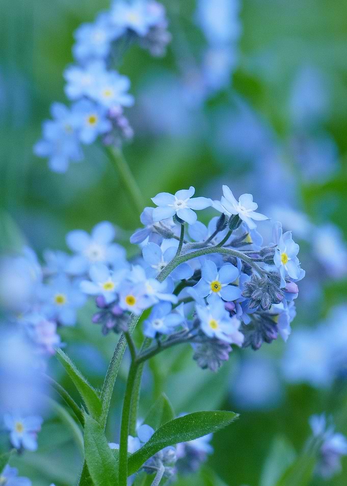 Blue flowers