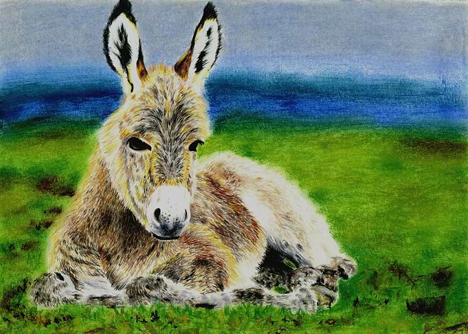 donkey