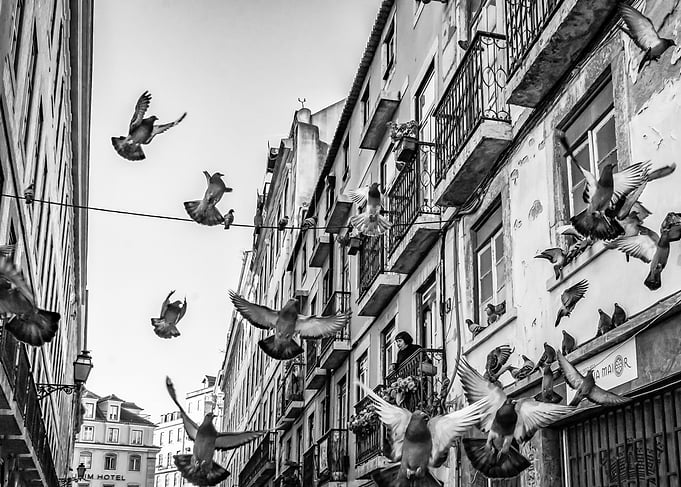 Pigeons