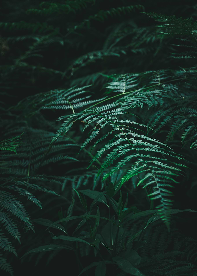 Green Fern