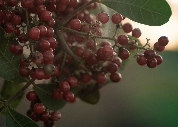Cherries