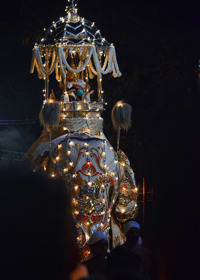 Sri lankan Tusker