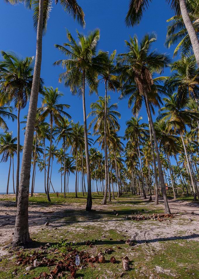 Beach Coconuts