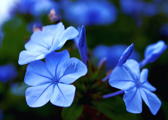 Azul