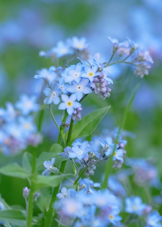 Blue flowers