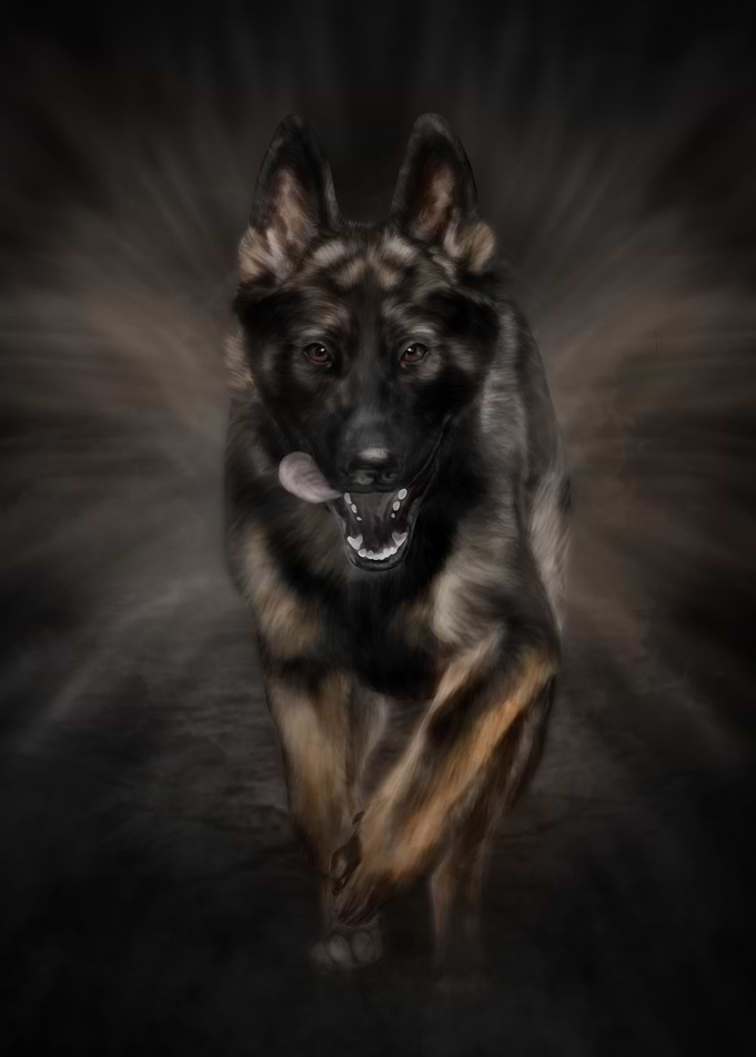 German Shepherd Dog