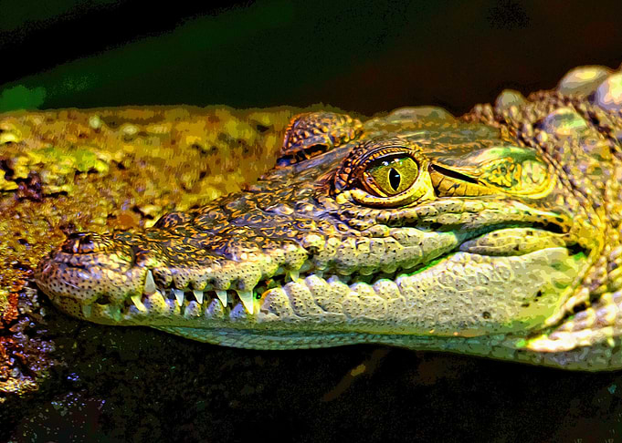 Crocodile