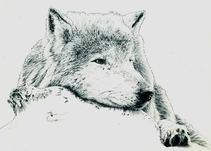 Grey Wolf