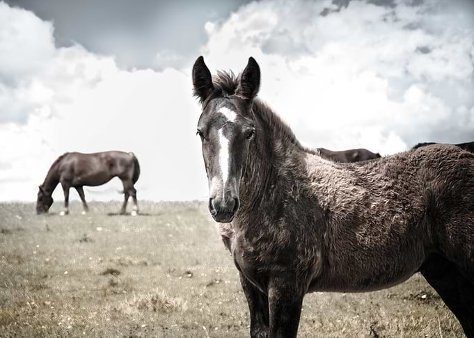 Portrait of a foal