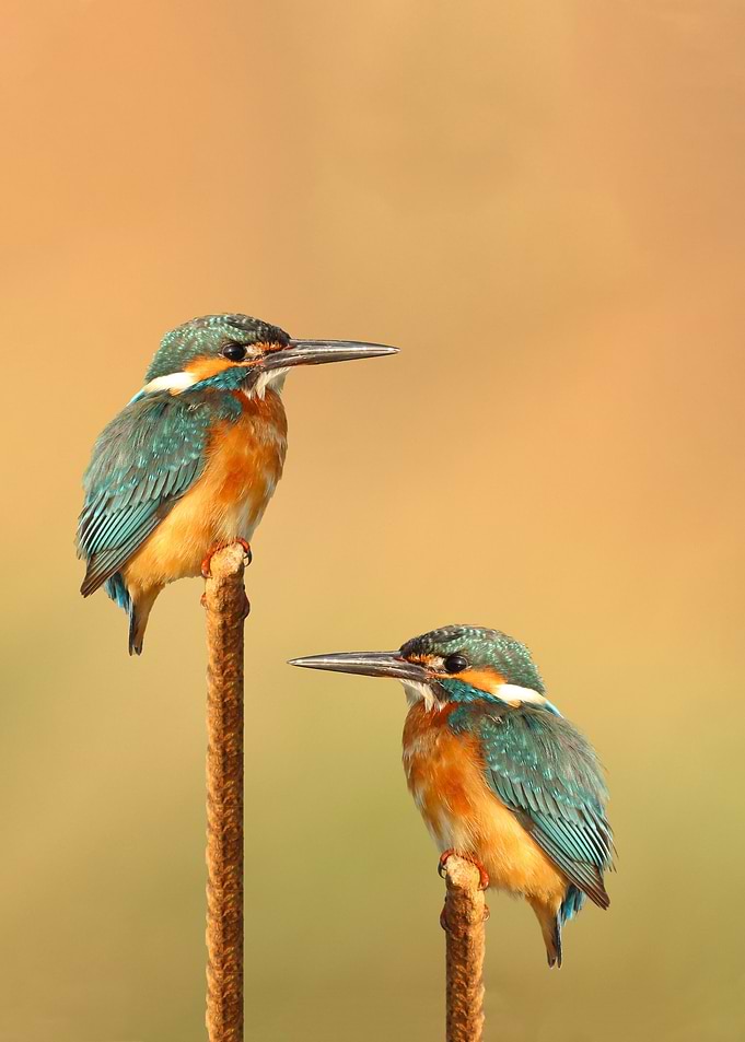 Two Birds