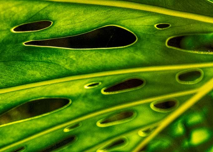 Nature abstract leaves