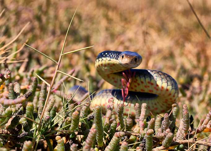 Staredown (Brown snake)