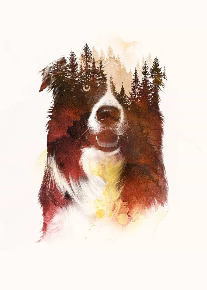 One night in the forest