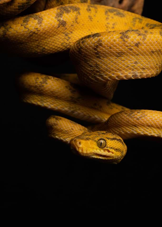 Hanging (Amazon tree boa)