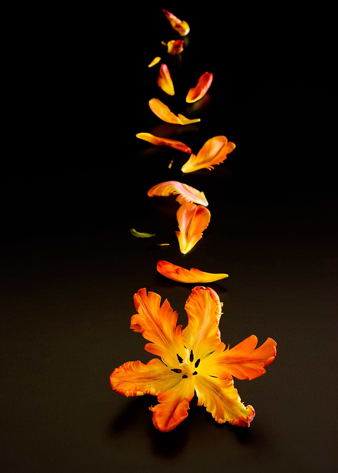Falling Lily Still Life