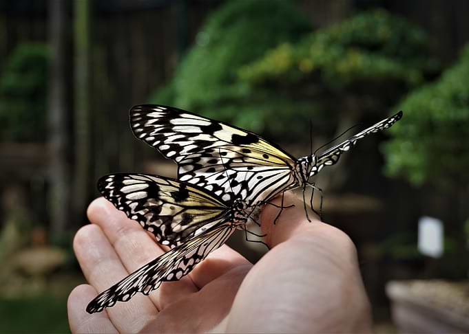 Butterfly love