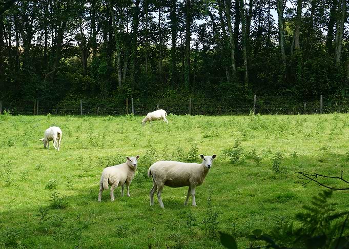 Sheep day