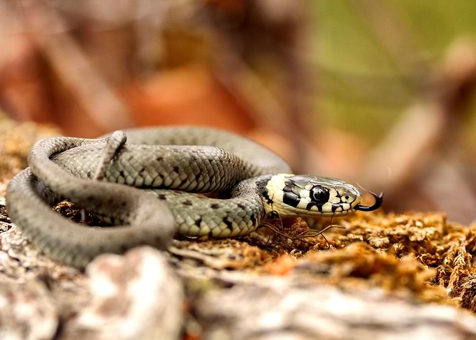 Nestled (Grass snake)