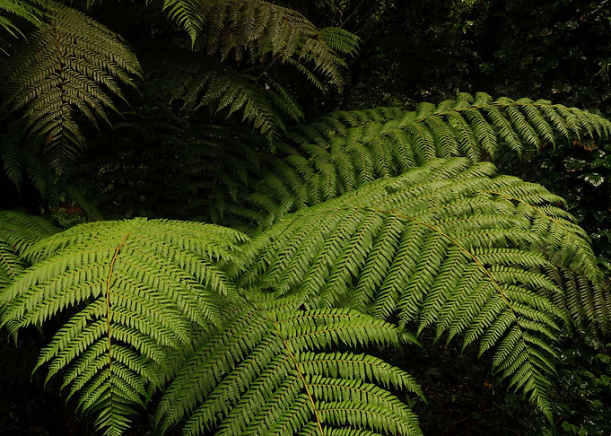 Leafage4