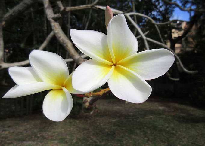 Frangi Pangi