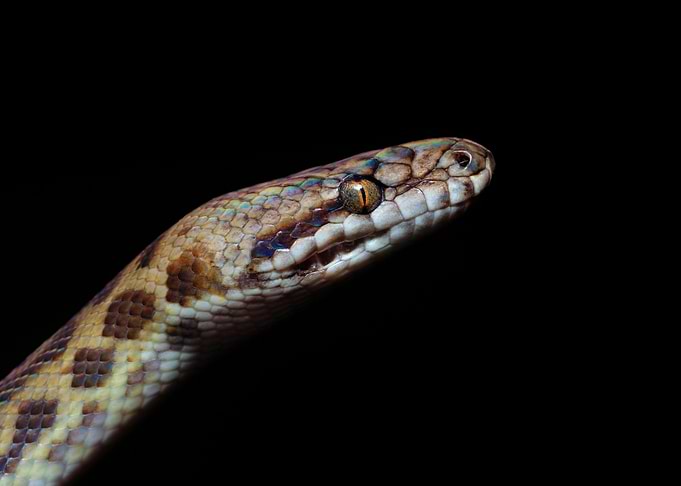 Eyes of a rainbow (Python)