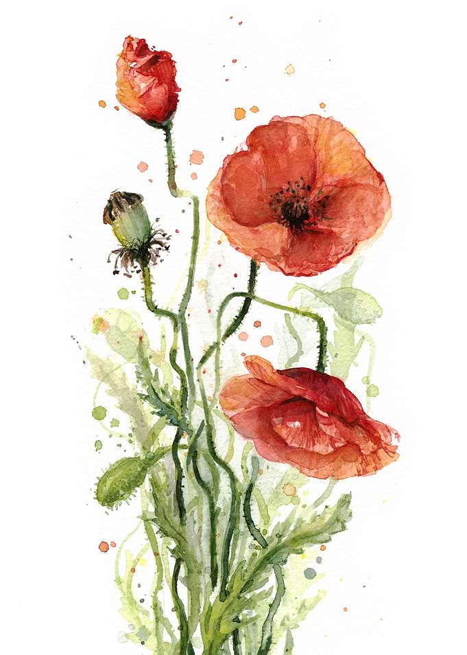 Watercolor Poppies