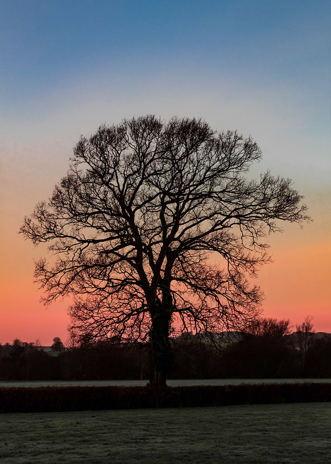 Silhouette Of A Sycamore