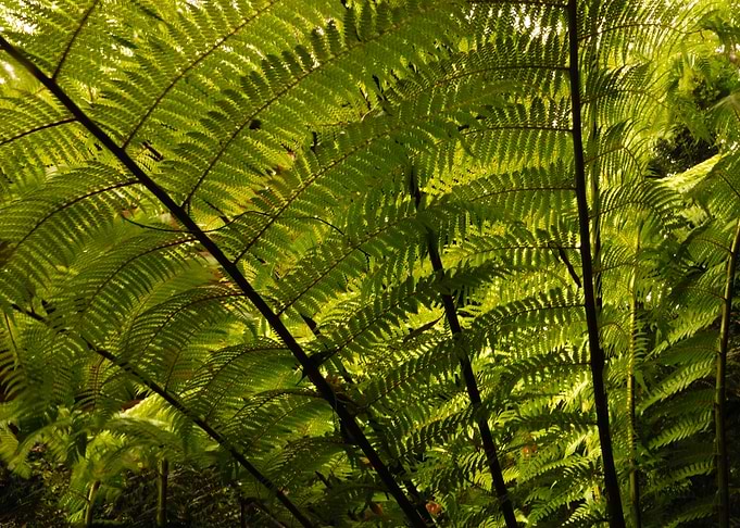 Leafage5