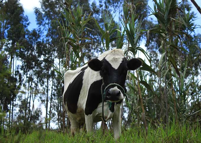 Holstein Cow in a Pasture