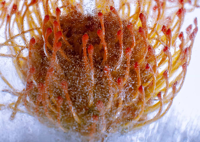 Leucspermum in ice 3