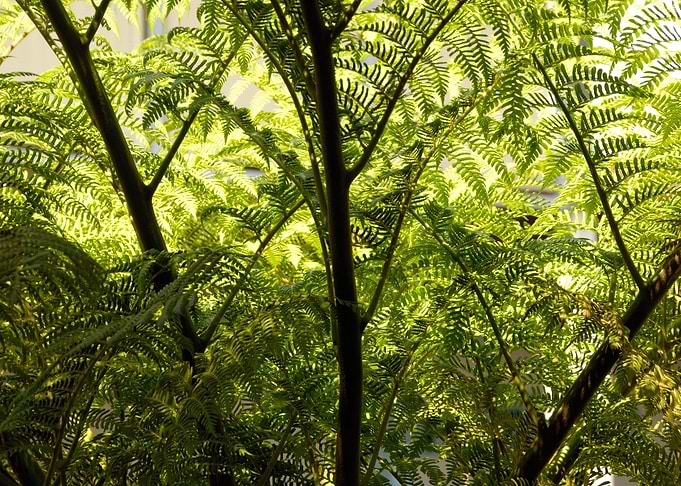 Leafage3