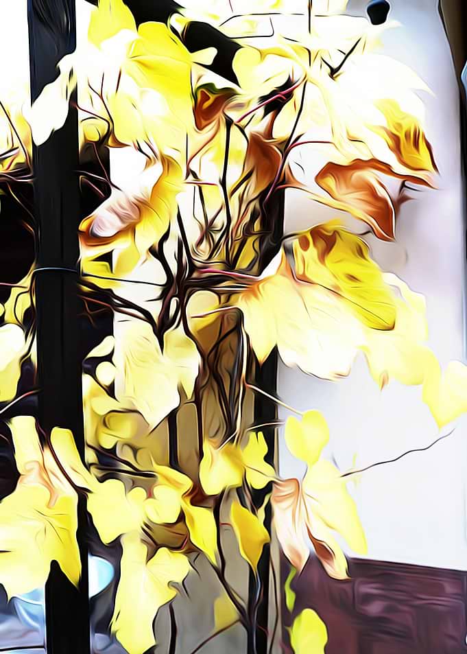 Yellow leaves