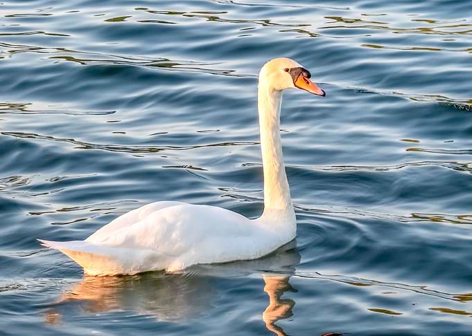 Swan