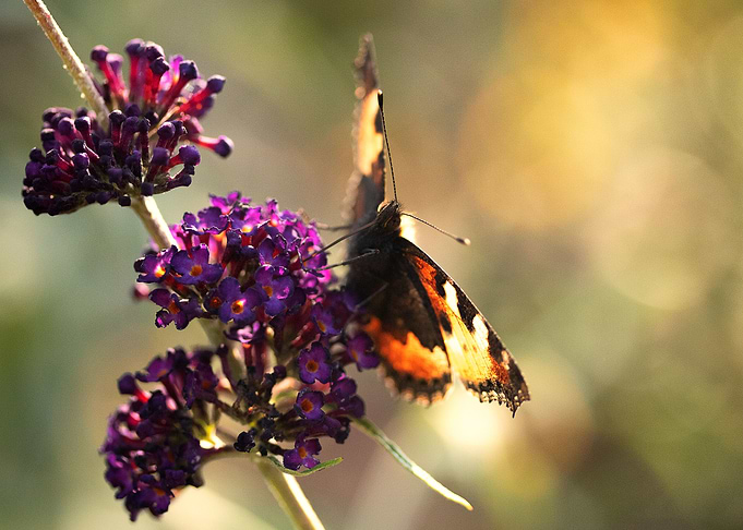 Flowering (Tortoiseshell)
