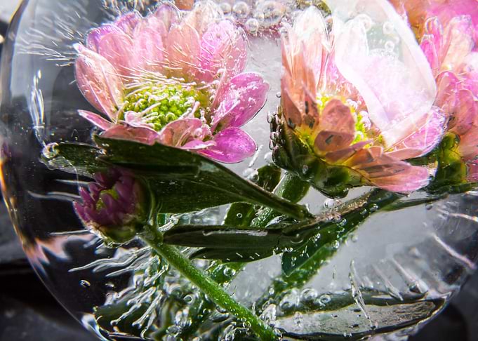 Chrysanthemum in ice 3