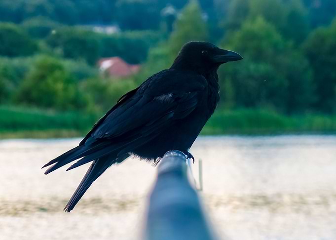 Raven