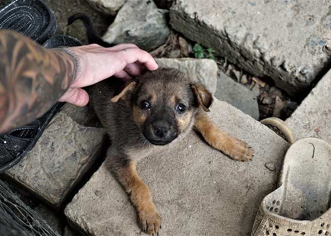Puppy