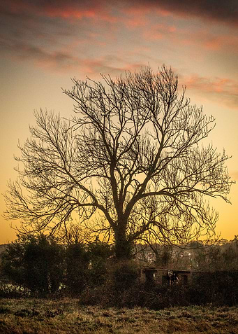 Tree at Sunrise