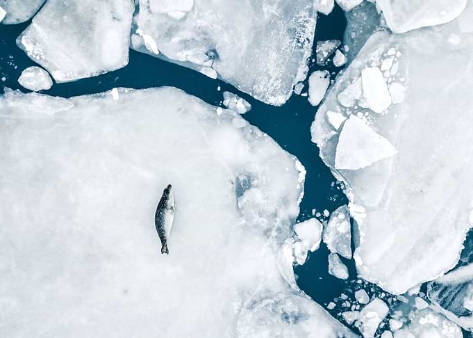 seal