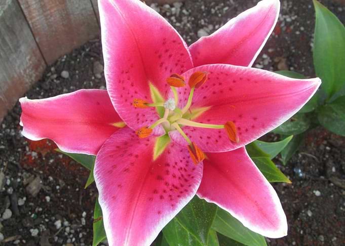 Lily