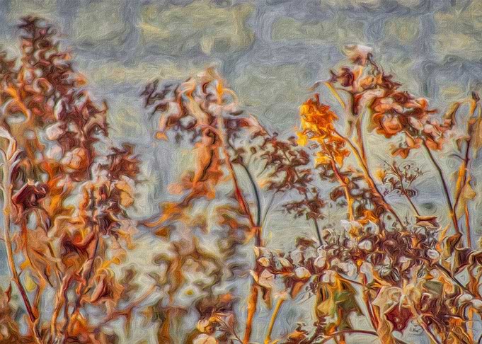 Sky and Flowers