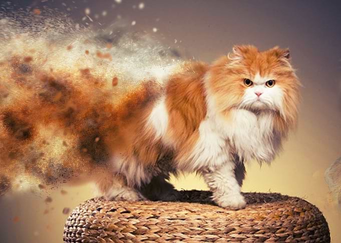 Persian cats