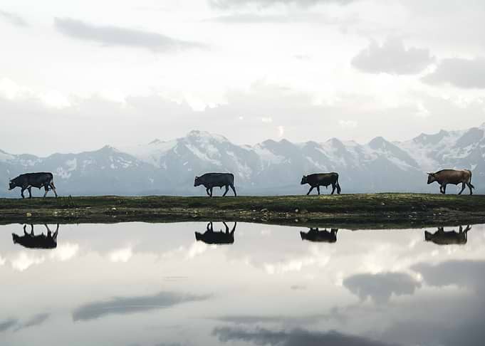 Cows