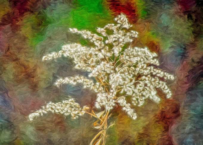 Rainbow Flower