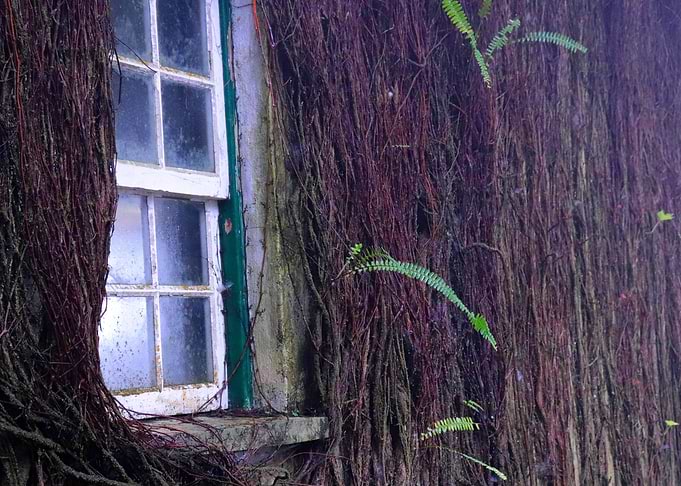 Forest Window