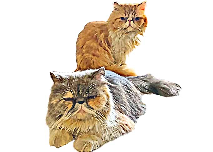 Two Cat Desain 001