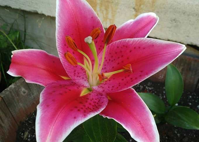 Lily
