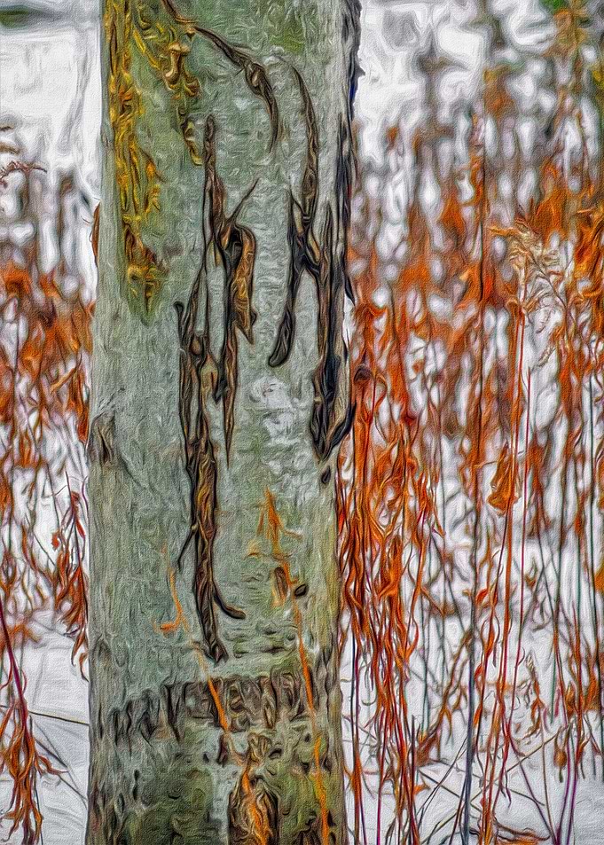 Unusual Tree Trunk
